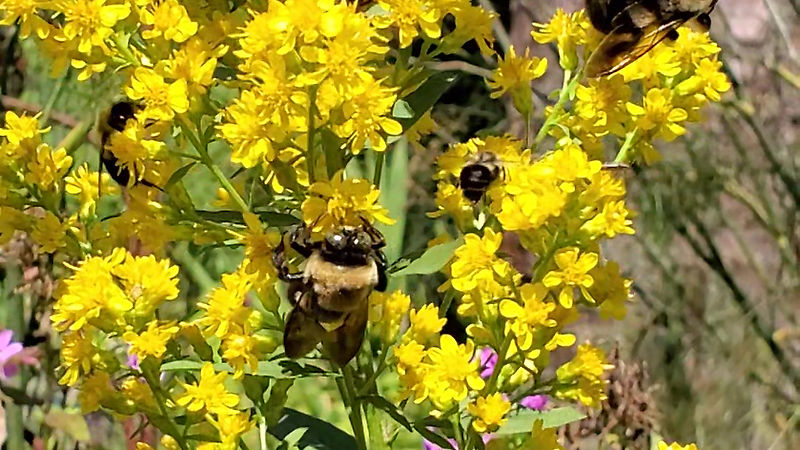 Showy Goldenrod (Solidago Speciosa) Covered in Pollinating Native Bees